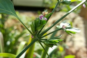 曩昔困苦人才吃现在极品野菜广东人爱用它煲汤俗称猪肝菜